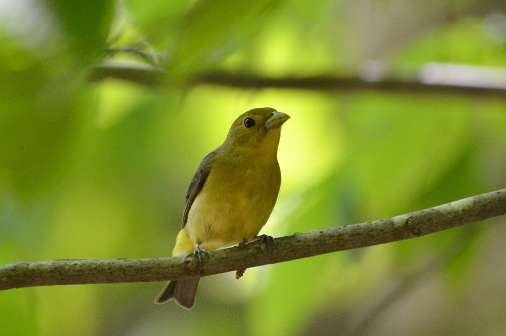 Tanager, Scarlet, 2012-05203202 Purgatory Chasm, MA.JPG